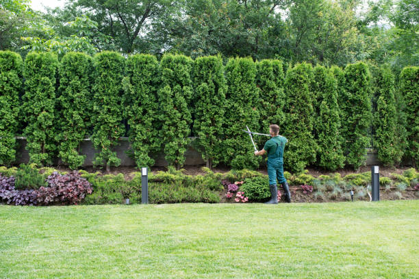 Best Seasonal Cleanup (Spring/Fall)  in Minnetrista, MN