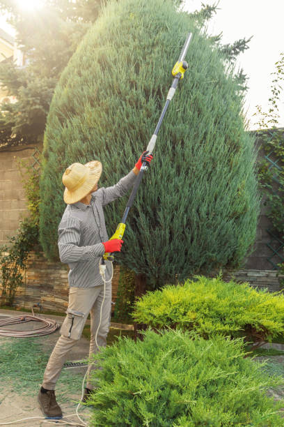Trusted Minnetrista, MN Tree Removal Experts
